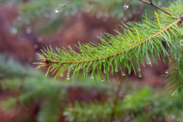close up of pine needles