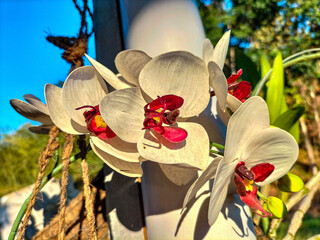 Selective focus. Natural Cymbidium Orchid. White Cymbidium boat orchid flowers with patchy red to...