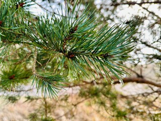 tree branches © Raibkashi