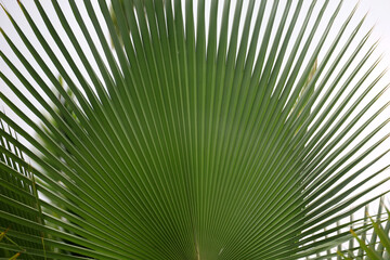 close-up of Corypha umbraculifera (Talipot palm) leaves