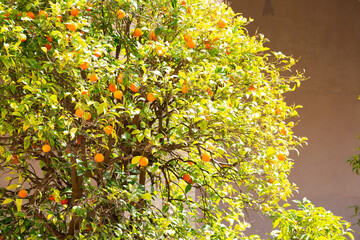 Vibrant orange tree laden with fresh fruit