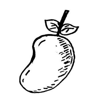 hand drawn illustration of manggo
