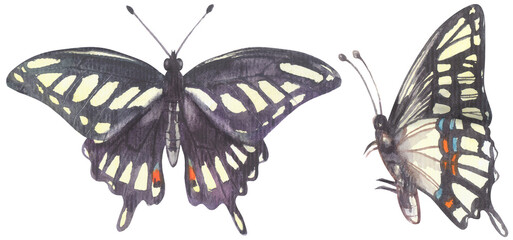 Giant Swallowtail Butterfly. Watercolor hand drawing painted illustration.