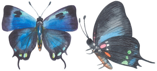 Great Purple Hairstreak Butterfly. Watercolor hand drawing painted illustration.