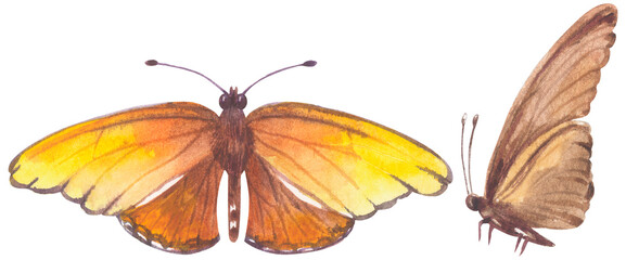 Julia Longwing Butterfly. Watercolor hand drawing painted illustration.