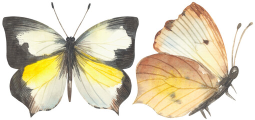 Mexican Yellow Butterfly. Watercolor hand drawing painted illustration.