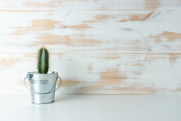 Cactus plant in pot on wooden background.