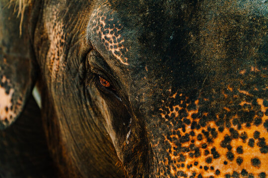 Details of the face and eyes of a Thai elephant from a very close distance. Elephant's Eye Closet at Phuket Thailand Tourist Location, Its Eyes Look Sad and Save Suffering