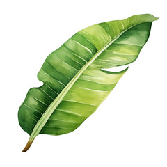 Fototapeta premium Watercolor painting of a banana leaf on the transparent background
