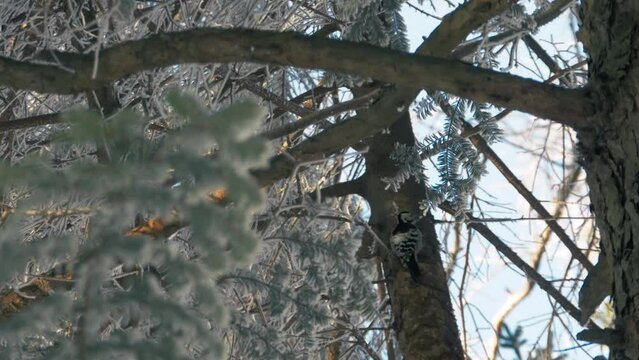Footage of a white-backed woodpecker (Dendrocopos leucotos) in Winter forest of Ukraine in snow.