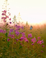 purple flowers with butterfly on morning meadow, abstract natural background. lilac flowers of Ivan tea, kiprei plant (epilobium). useful herbs for herbal infusion, Traditional Koporye Tea Decoction