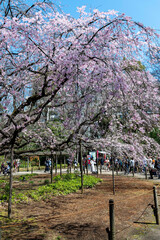 東京都文京区駒込にある枝垂れ桜の景色