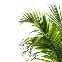 Closeup of a palm tree leaf against a transparent background