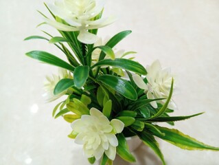 White jasmine, also known as Jasminum sambac, is an evergreen shrub that produces fragrant pure white flowers. White jasmine flowers are often used in wedding ceremonies, religious rituals,