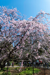 東京都文京区駒込にある枝垂れ桜の景色