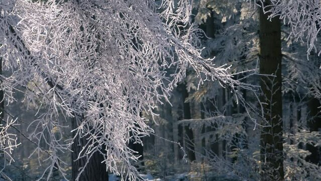 Frozen white birch branches with falling frost in the air.
