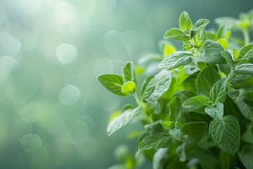 A close-up of a bunch of fresh oregano its small leaves and detailed stems contrasted against a bright