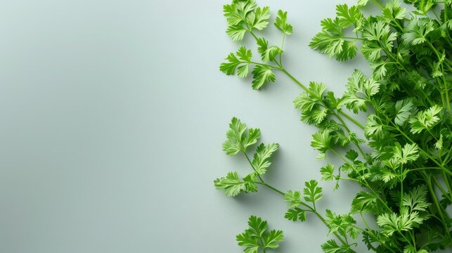 A detailed view of a bunch of fresh chervil its delicate leaves and light green color standing out against a bright