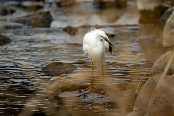 A little egret (Egretta garzetta) with a fish in its beak in the river in the early morning.