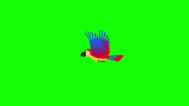Cartoon Toucan bird flying animation in 4k in green screen
