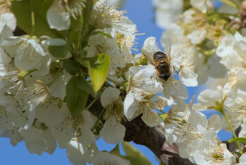 Flores blancas de ciruelo. Prunus americana ornamental