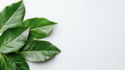 Fresh, dulcet bay leaf exquisitely decorated over a white setting herbs uses for lovely health and space, Generative AI.