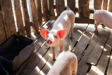 Traditional pig group in livestock farm - 772245591