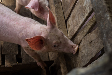 Traditional pig group in livestock farm - 772245756