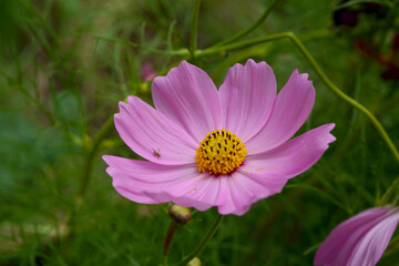 Close-up of the purple Cosmos Sulphureus flower on blurred background in the garden.