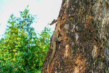 Monitor lizard on the shore climbed out of the pond onto tree city park. © aapsky