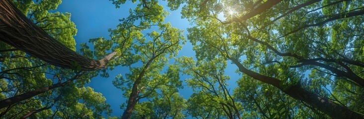 Tranquil Canopy: Springtime Panorama