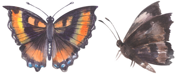 Milbert's Tortoiseshell Butterfly. Watercolor hand drawing painted illustration.