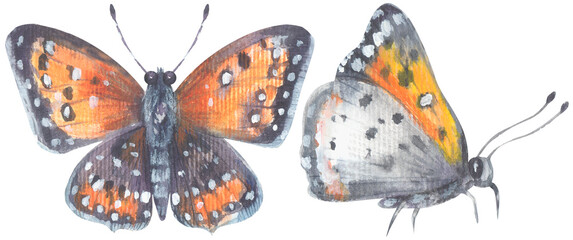 Mormon Metalmark Butterfly. Watercolor hand drawing painted illustration.
