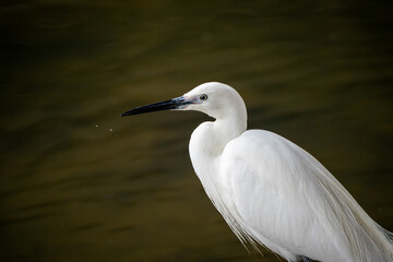 A close-up view of a little egret (Egretta garzetta) scanning the stone crevices along the river for fish.