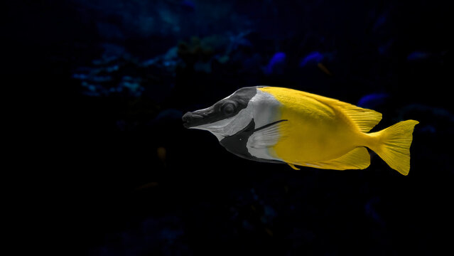 A Foxface Rabbitfish in a wide capture isolated in dark underwater background.