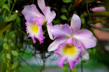 Purple Cattleya orchid in the garden