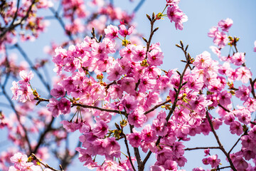 満開の桜