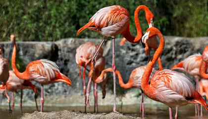 American flamingo (Phoenicopterus ruber) observed in captivity at a zoo in Germany, Europe