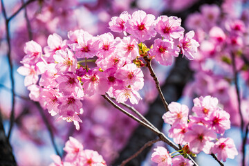 鮮やかな桜