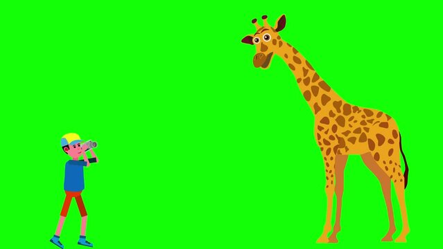 Cartoon animation of Wildlife photographer shots giraffe green screen