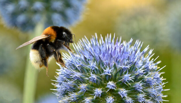 Big earth bumblebee (Bombus terrestris) flying towards the flower of a globe thistle (Echinops)