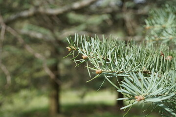 pine tree branch