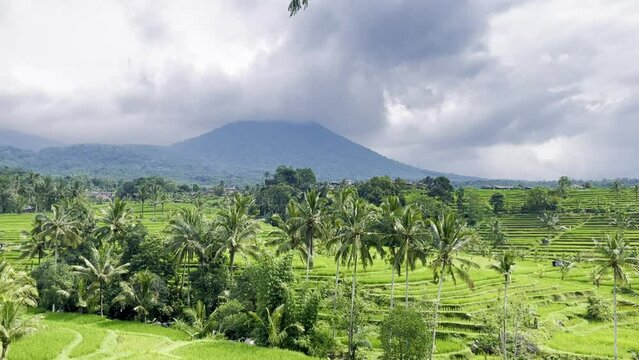 Jatiluwih rice terrace, bali