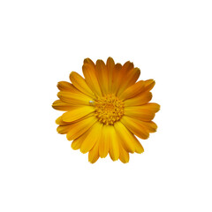 A vibrant yellow flower with delicate petals radiating from a dense, textured center, isolated on a white background.