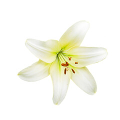 A pristine white lily with a subtle green hue at the base, its petals open, revealing brown stamens against a soft-focus white background.