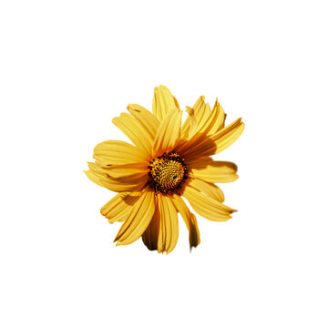 The photo captures the elegance of a solitary yellow flower; its radiant petals and complex center are accentuated by the pure white backdrop.