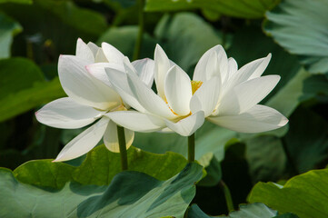 White lotus blooms in summer