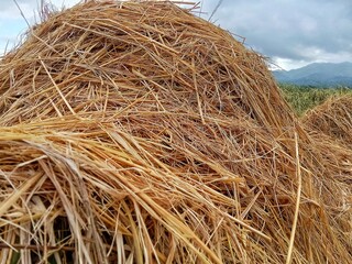hay  in the field