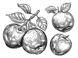 Naklejka premium Apples set. Fruits drawings in vintage engraving style. Hand drawn sketch illustration