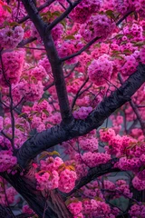 Foto op Canvas Breathtaking Focus on Kwanza Cherry Tree in Full Bloom- A Testament of Proper Tree Care © Joe